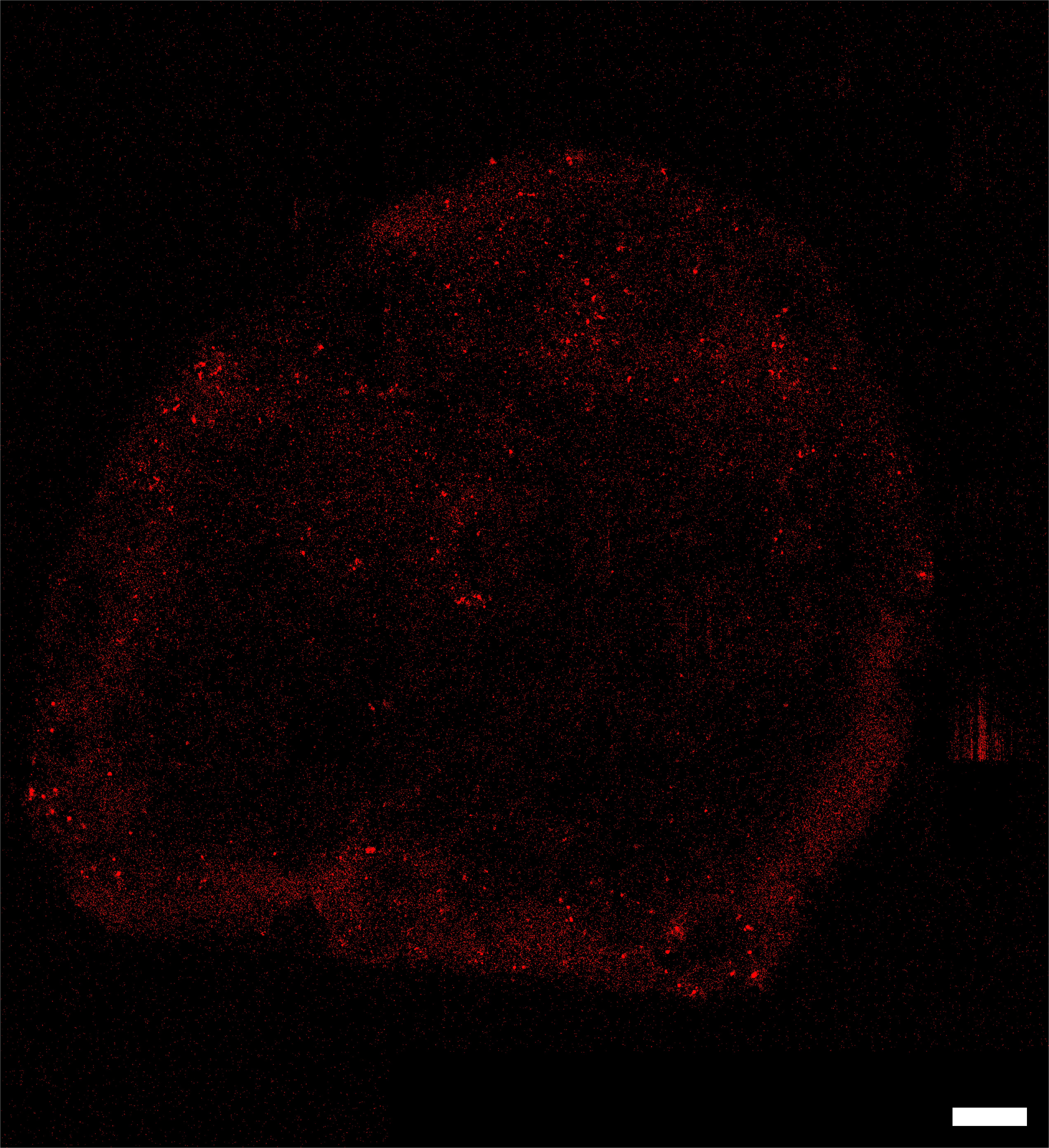 Immunohistochemical staining for alpha-smooth muscle actin in a 3D in-vitro model